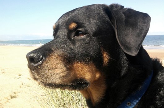 In loving memory of Summer