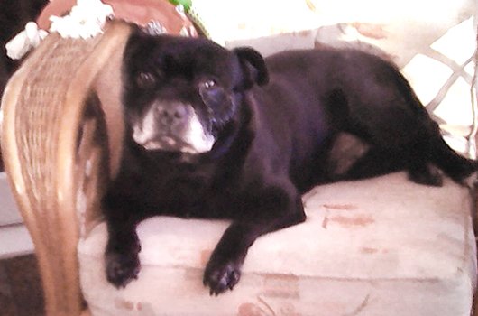 In loving memory of Denver