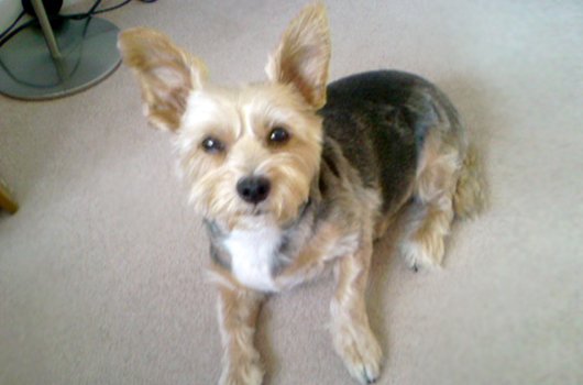 In loving memory of Katie