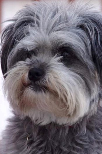 In loving memory of Phoebe