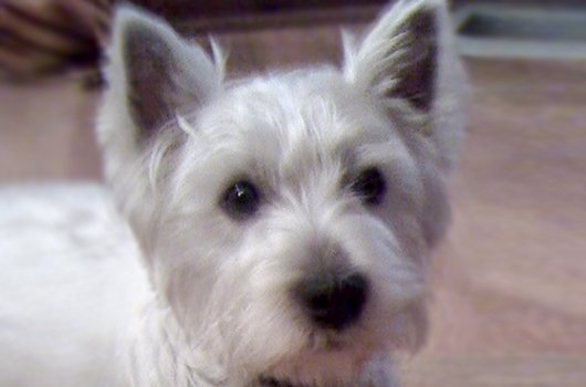 In loving memory of Whiskey