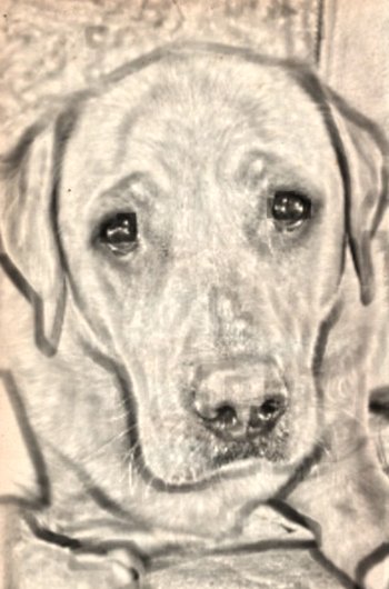 In loving memory of Scooby