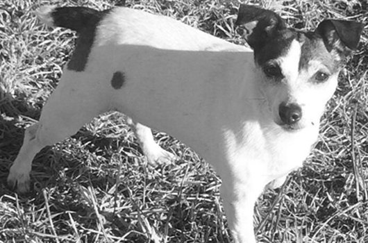 In loving memory of Jip