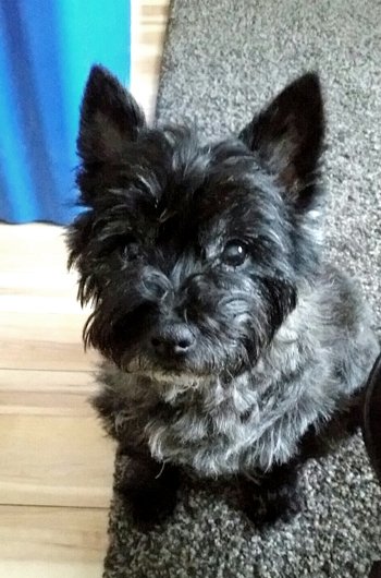 In loving memory of Billie