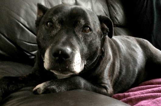 In loving memory of Harry