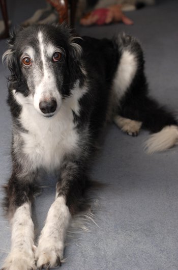 In loving memory of Rosie