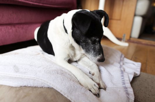 In loving memory of Rocky