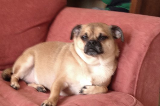 In loving memory of Dookie