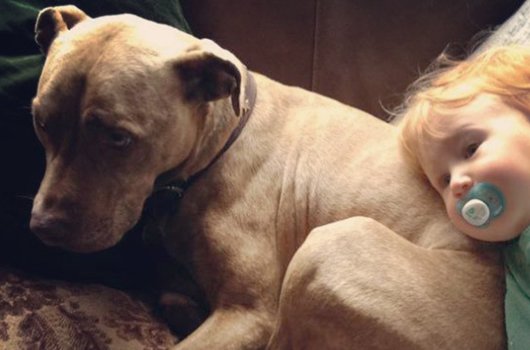 In loving memory of Boo