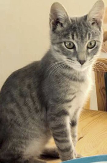 In loving memory of Nipper