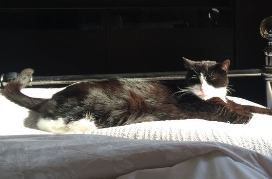 In loving memory of Rory