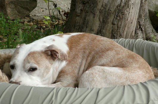 In loving memory of Levi