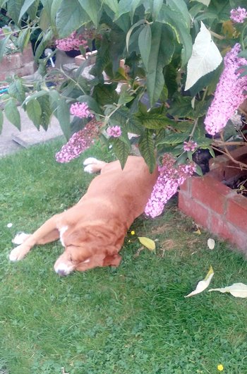 In loving memory of Mazzie