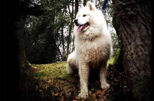 In loving memory of Conan