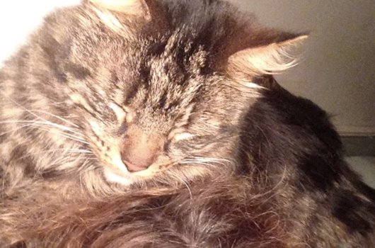 In loving memory of Albie Mac