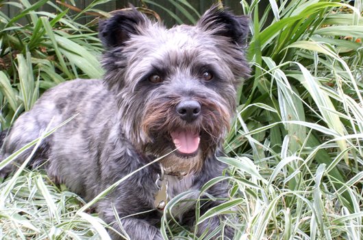 In loving memory of Sox