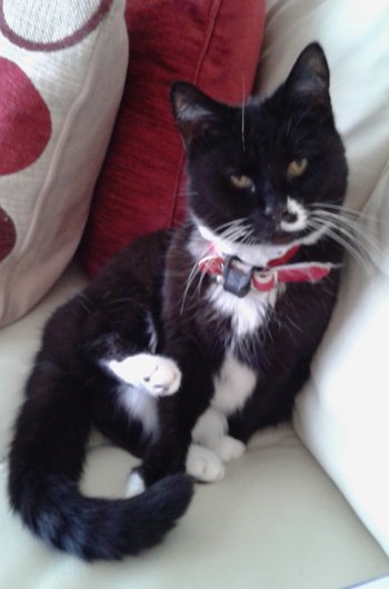 In loving memory of Poppy