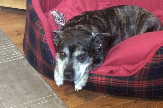 In loving memory of Cookie