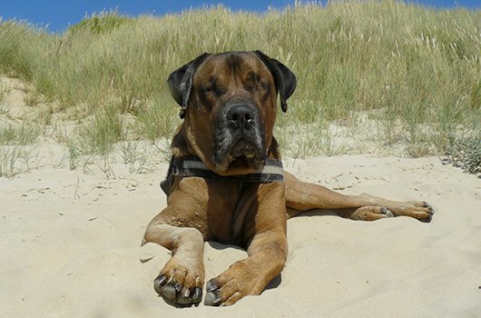 In loving memory of Sponge