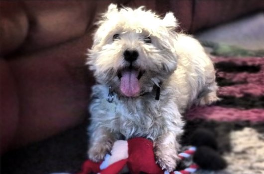 In loving memory of Harley