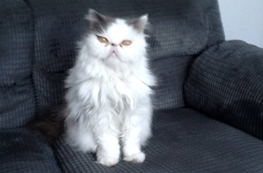 In loving memory of O'Malley