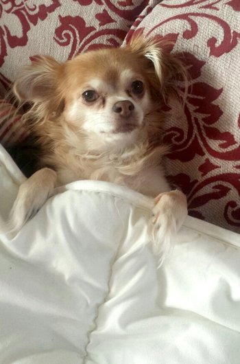 In loving Memory of Chelsea