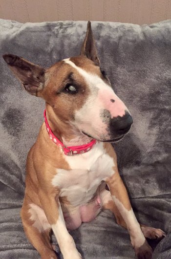 In loving memory of Cheeco