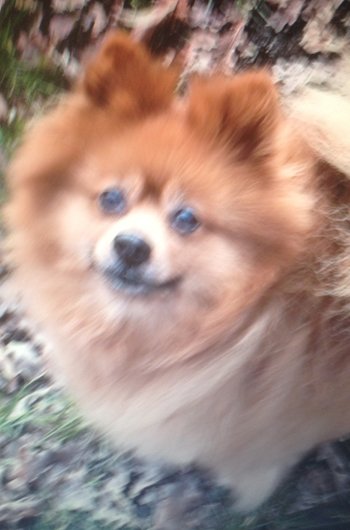 In loving memory of Brandie