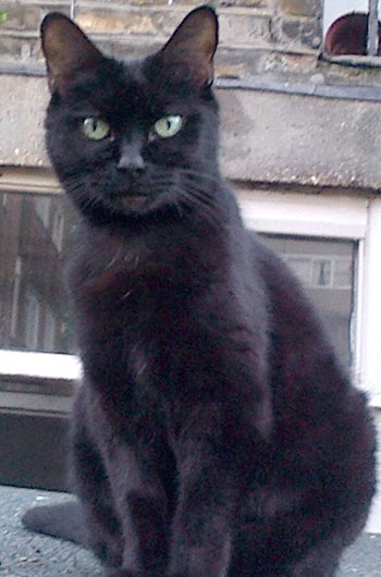 In loving memory of Whisper