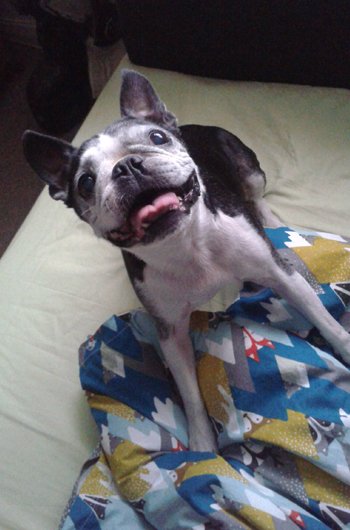 In loving memory of Anenome