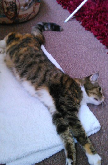 In loving memory of Poppy