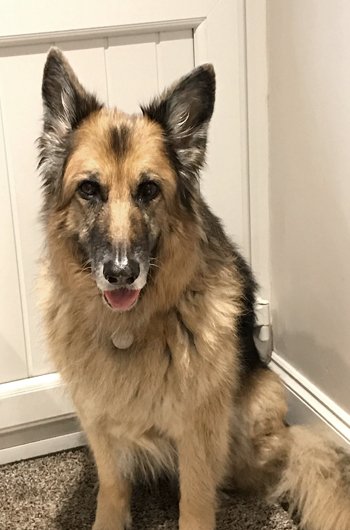 In loving memory of Tess