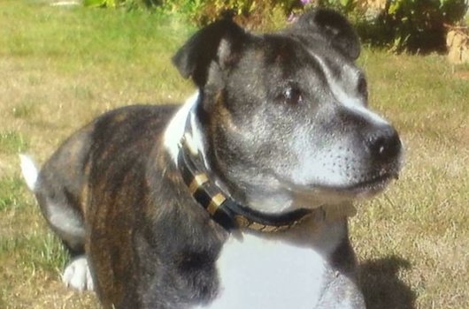 In loving memory of Hector