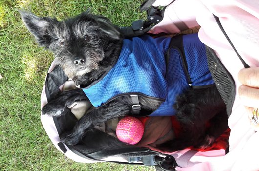 In loving memory of Polly