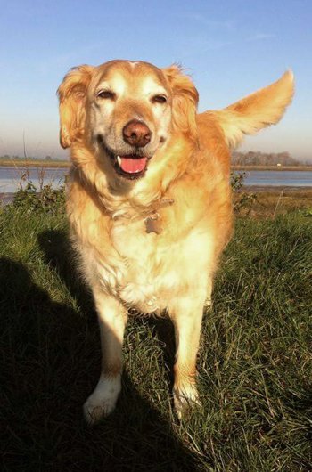 In loving memory of Harry