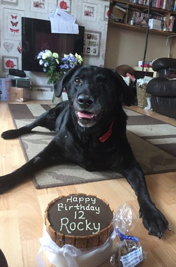 In loving memory of Rocky