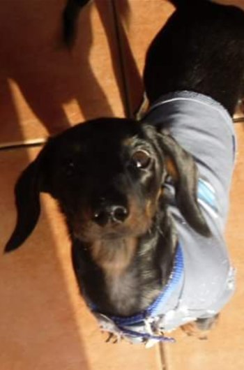 In loving memory of Alfie