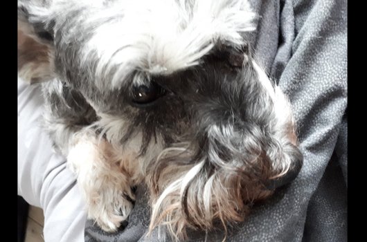 In loving memory of Tilly