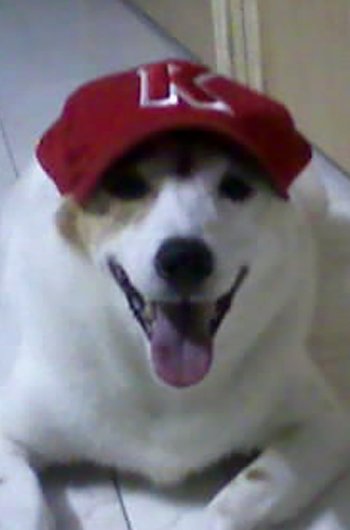 In loving memory of Roxy