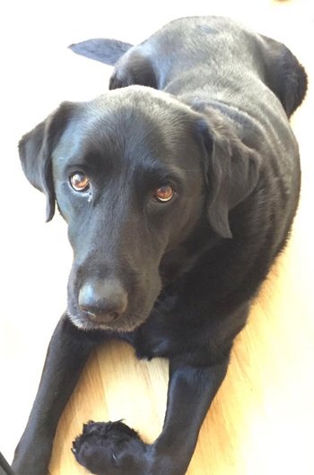 In loving memory of Sam