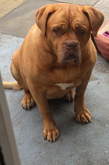 In loving memory of Bella