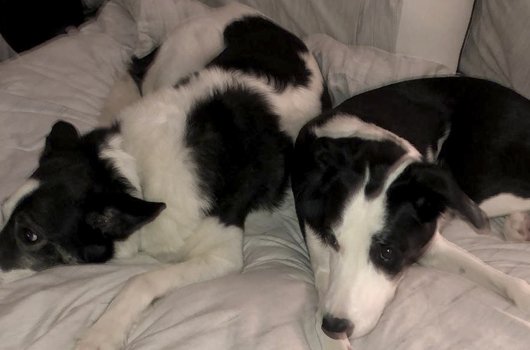 In loving memory of Loki