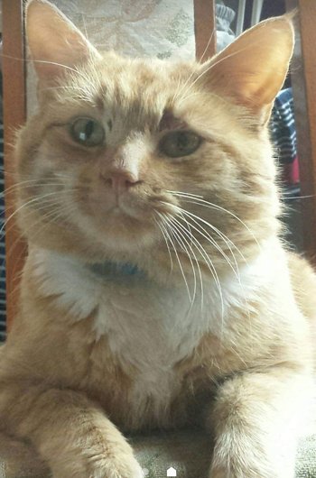 In loving memory of Simba