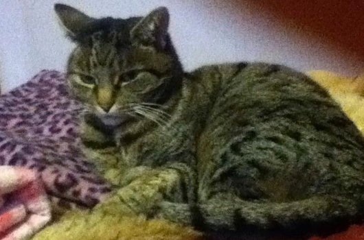 In loving memory of Scooby