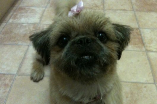 In loving memory of Astra