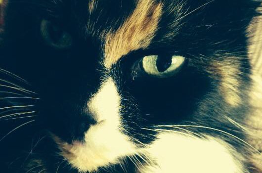 In loving memory of Moto