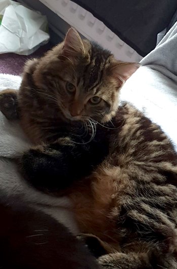 In loving memory of Harley