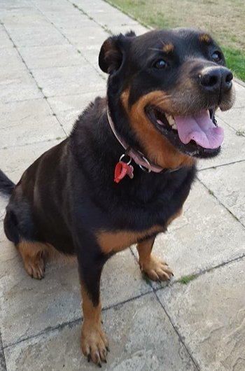 In loving memory of Spring