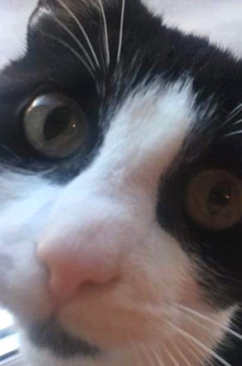 In loving memory of Binx