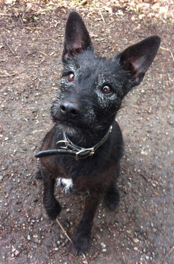 In loving memory of Bonnie